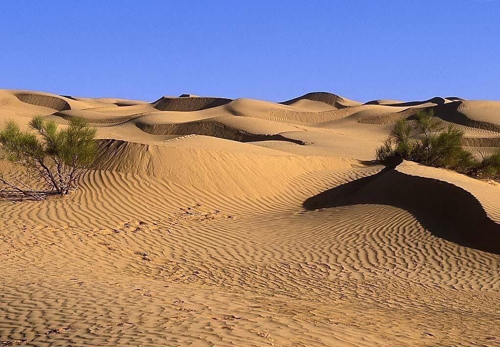 Halvan desert